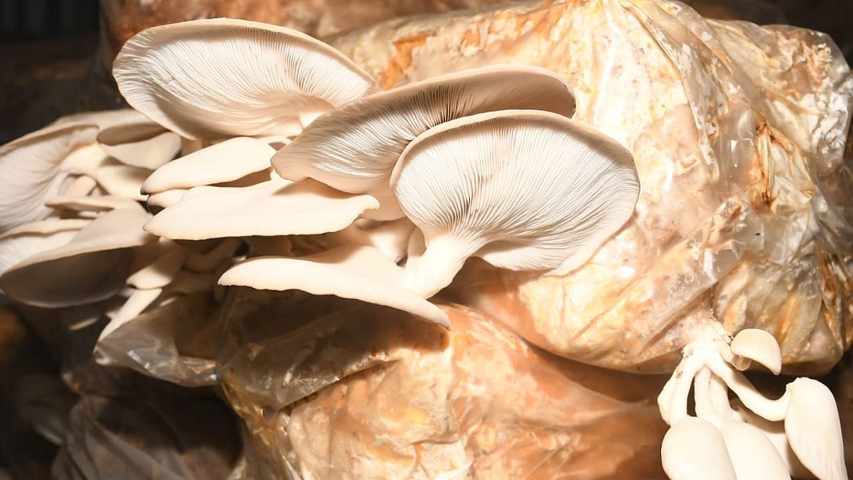 They Invest Million To Produce Edible Mushrooms From Beer Bagasse