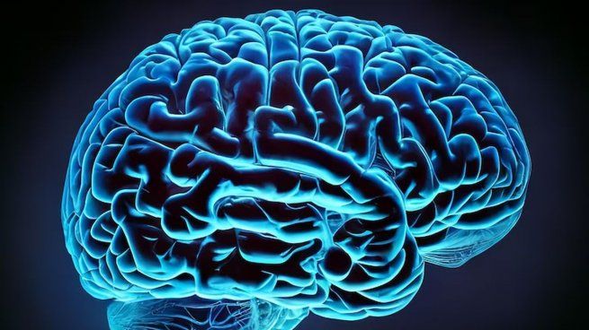 Día Mundial del Cerebro cuáles son sus funciones principales