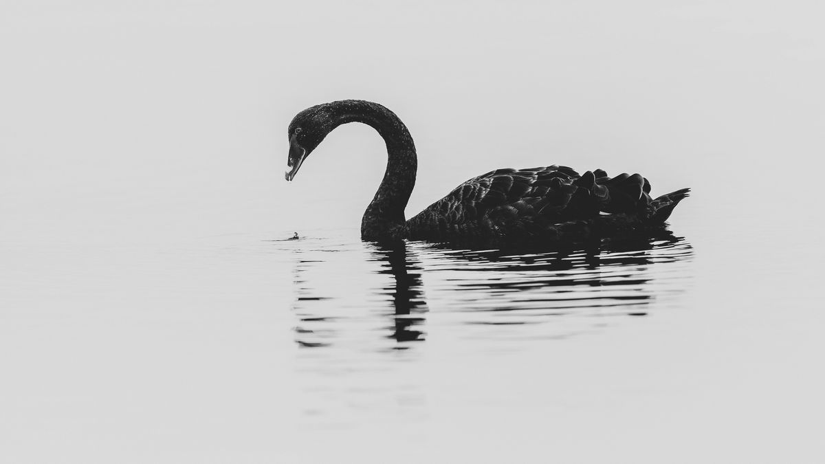 Asoma un cisne negro para el Bitcoin qué pasará con las criptomonedas