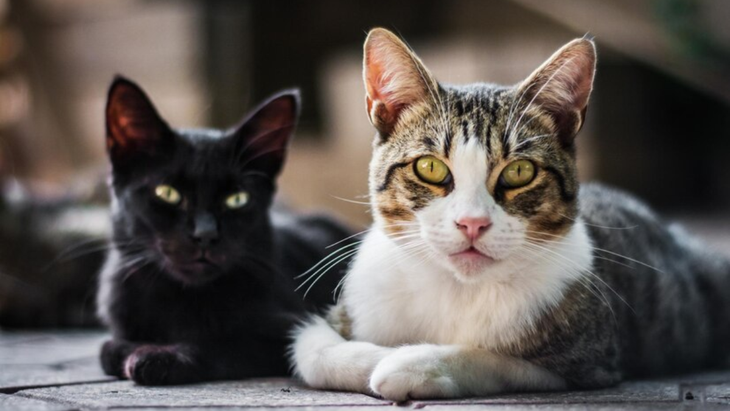 El FENG SHUI reveló los BENEFICIOS de tener un GATO como mascota en casa