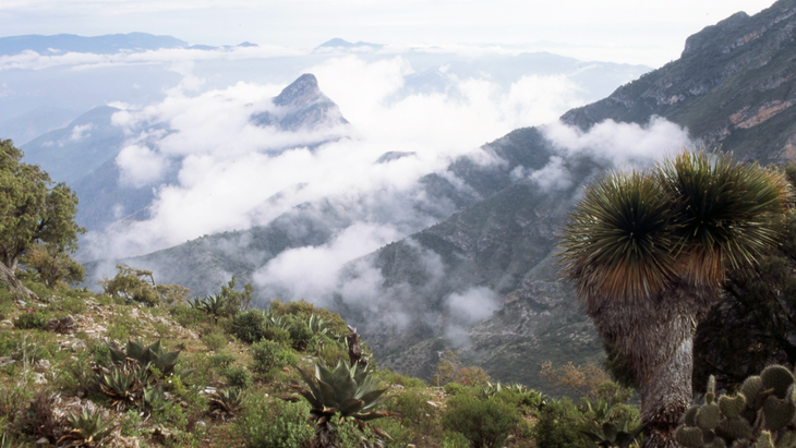 Dos Hermosos Bosques Cerca De Cdmx Para Disfrutar El Fin De Semana