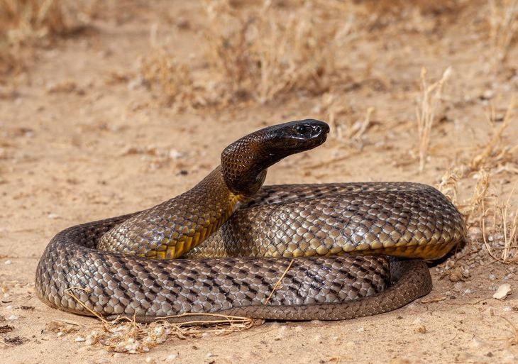 D A Mundial De La Serpiente Por Qu Se Celebra Cada De Julio