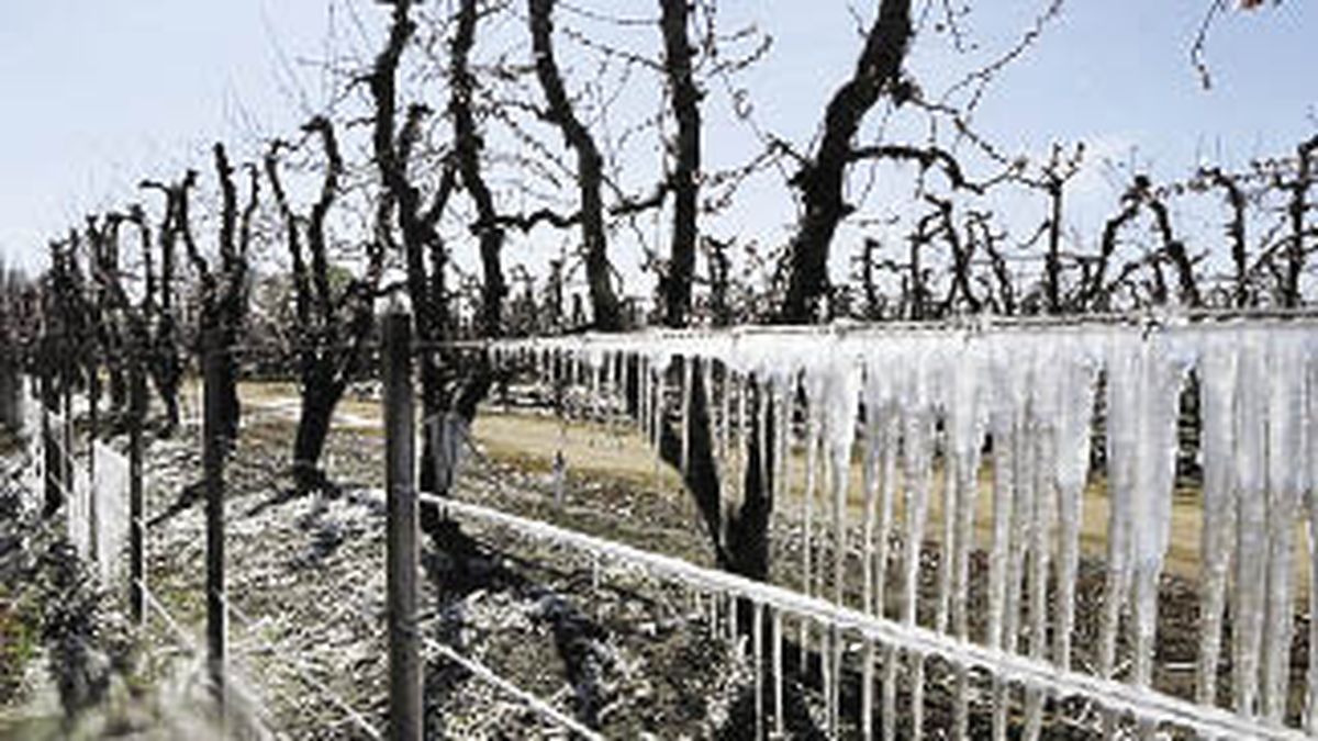 Por Heladas Declaran Emergencia En El Agro En Mendoza Y R O Negro