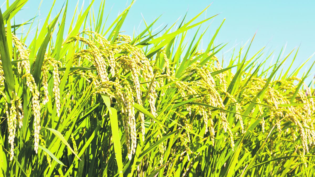 Arroz Advierten Problemas En La Cadena De Abastecimiento