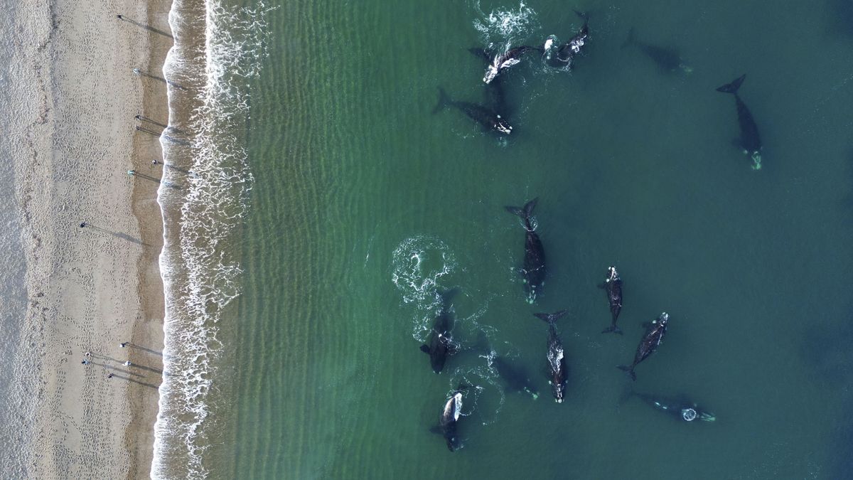 Llegaron Las Primeras Ballenas A Puerto Madryn