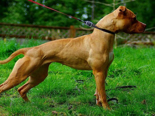 Un pitbull atacó a cinco personas en Rosario y fue baleado por un policía