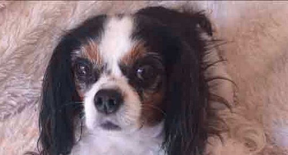 Si en cambio la mascota no presenta ninguna lesión visible, no hay que confiarse, y es muy importante llevarla prontamente a una veterinaria para que la revisen y se aseguren que no tenga ningún daño interno que ponga en riesgo su vida.