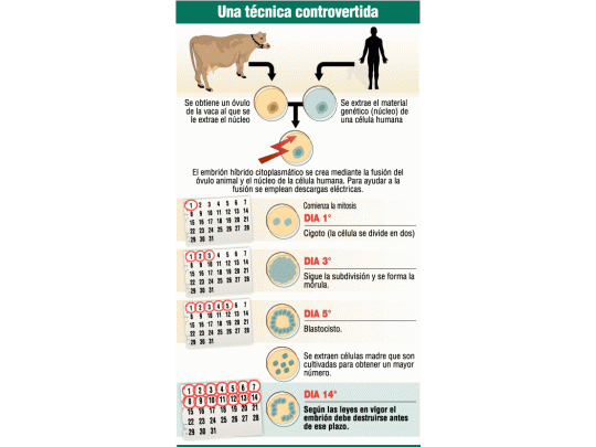 Inédito: autorizan crear embriones humano-animales
