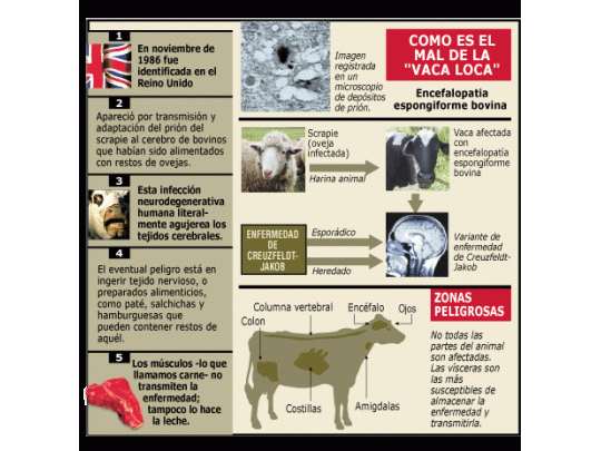 Oficial: Argentina libre de vaca loca
