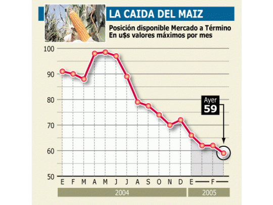 Malo: maíz bajó ayer 5% en la Argentina. Peligra cosecha