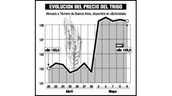 PRODUCTORES DE TRIGO GANARON 13% EN 5 MESES