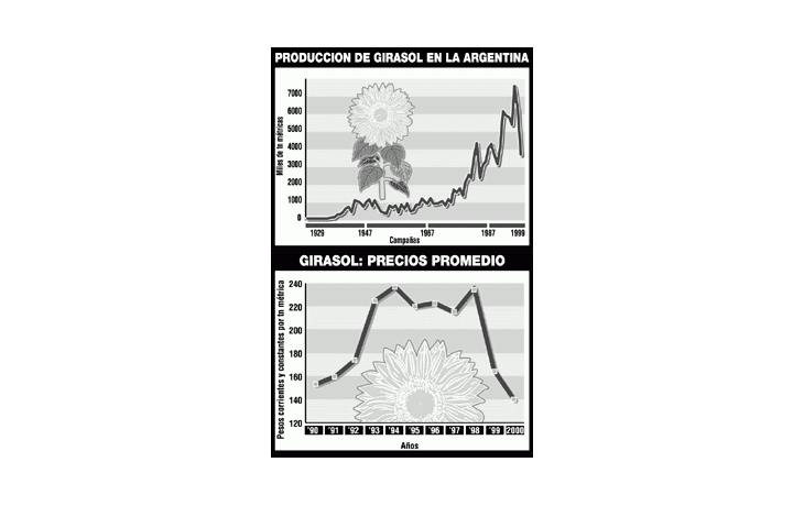 ámbito.com | Girasol: la Argentina pierde el liderazgo