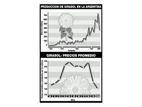Girasol: la Argentina pierde el liderazgo