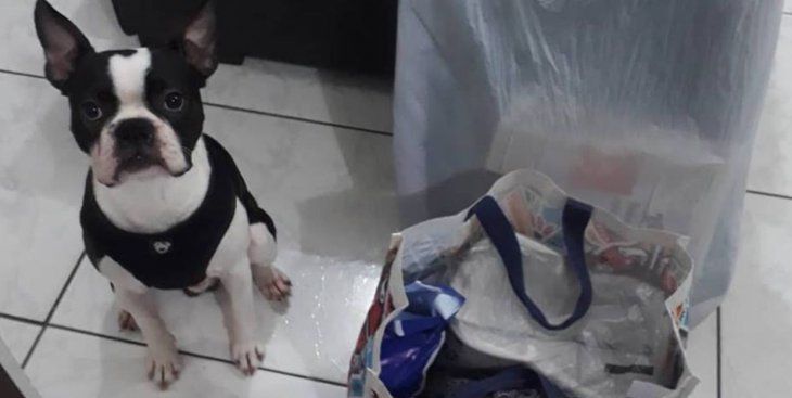 Dog Hero: mascota lista para ir con su anfitrión