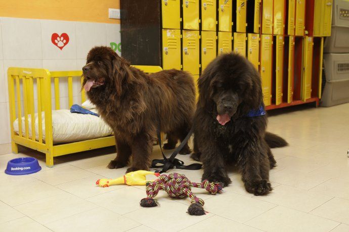 <b>PetVille: Resort para perros</b>