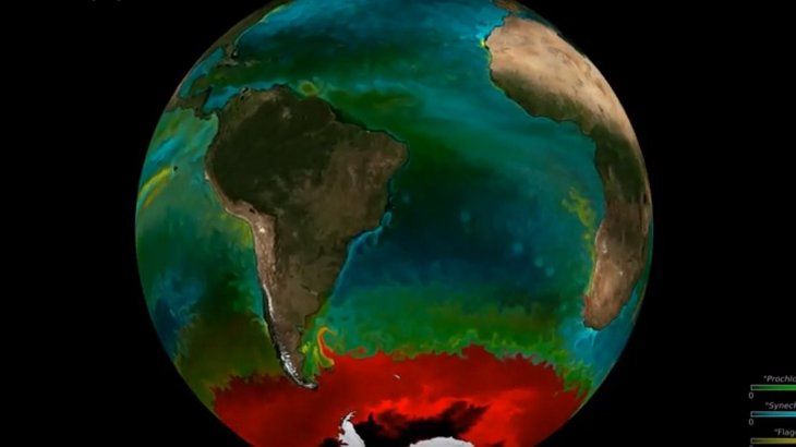 <p>Una visualización de la NASA representa los tipos de fitoplancton dominantes. En las zonas roja y amarilla, las variedades más grandes. En las verde y celeste, otras más pequeñas.</p>