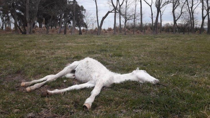 <p>Un empresario relacionado a la compra y venta de caballos fue detenido.</p>