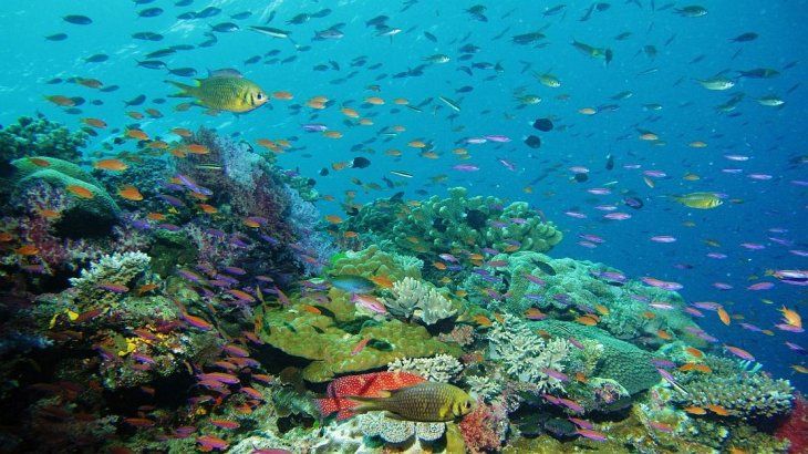 <p>Los mares también sufren la pérdida de biodiversidad.</p>