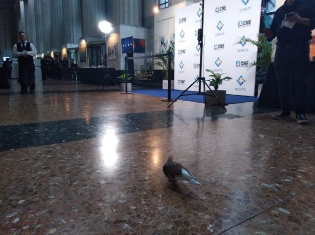 En el salón de pasos perdidos de la Facultad de Derecho montaron un lobby por el que desfilaron los invitados, incluidas varias palomas habitués del lugar.
