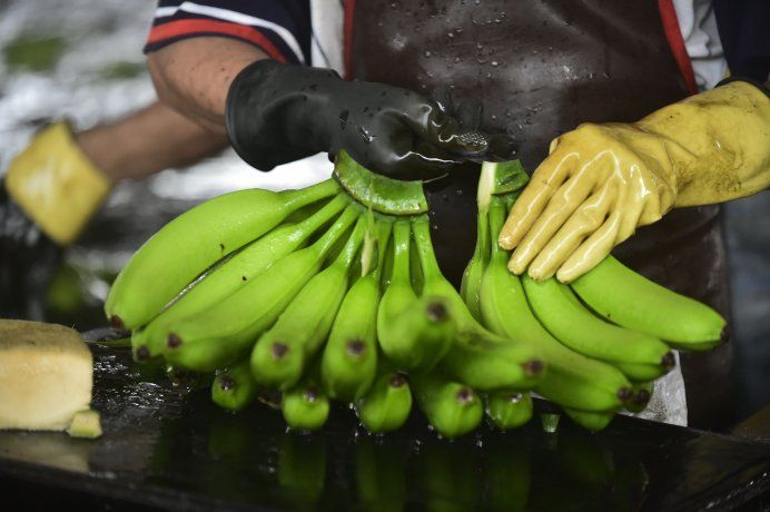 La banana ecuatoriana concentra el 70% del mercado argentino.