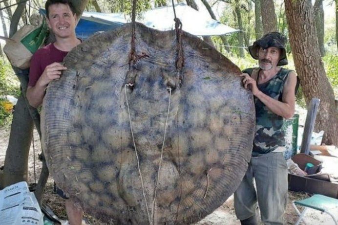 *SE QUEDARON SIN BRAZOS* Pescaron una raya de más de 150 kilos en el Rio Paraná