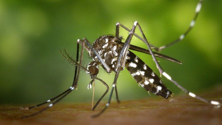 Para controlar el dengue, es importante evitar la proliferación del mosquito vector.