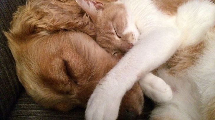 Los perros y gatos mestizos, los favoritos