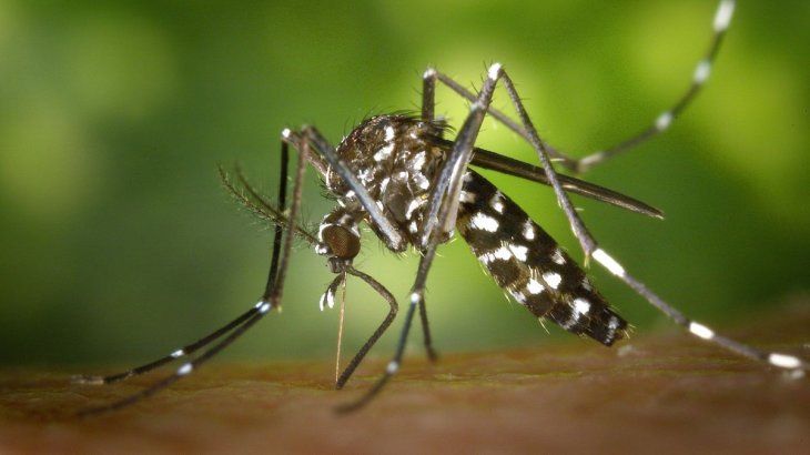 Hasta el momento se registraron más de 50 mil casos de dengue.