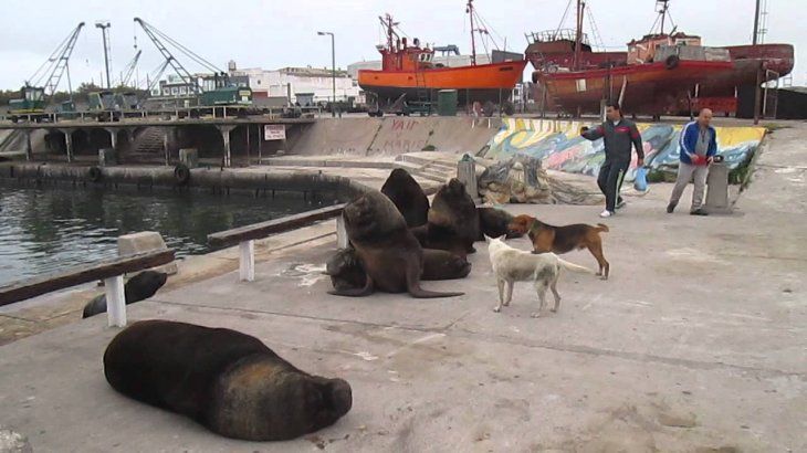 Los lobos marinos tomaron los muelles y las calles de la ciudad de Mar del Plata.