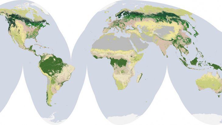 Los bosques cubren el 30% de la superficie terrestre de nuestro planeta.