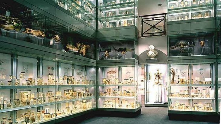 El Museo Hunterian de Londres, del tenebroso Dr. John Hunter, llegó a poseer una colección con 14.000 muestras de más de 500 especies de animales y plantas, que actualmente se pueden ver en el Royal College of Surgeons de Londres. Pero también es considerado el