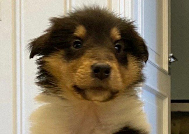 Kaila, la nueva integrante del grupo de perros presidenciales de Alberto Fernández, fue presentada por Instagram