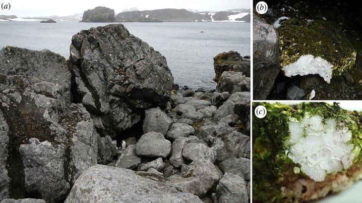 Contaminación plástica en la costa de la isla Rey Jorge.