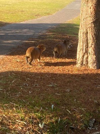Expulsaron a carpinchos y gansos de un barrio privado en Hudson.