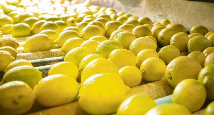 Con una carga de 48 toneladas China abrió su mercado a los limones argentinos