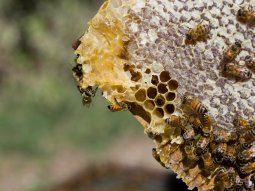 Se exportaron 32.7 millones de kilos de miel bonaerense.