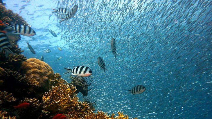 Peces y otras especies marinas podrían verse obligados a huir miles de kilómetros.