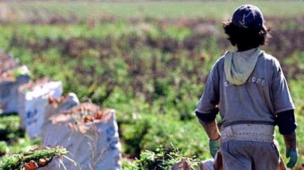 "La situación se agrava cuando esas empresas se encuentran subordinadas económicamente, o son contratistas o proveedoras de otras empresas, que podrían usufructuar indirectamente mano de obra infantil", aseguraron desde la cartera de trabajo.