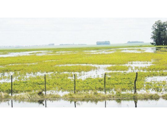 precipitaciones. En lo que va del año, al sur del Partido se superaron los 1.000 mm de lluvias, no sólo la agricultura está afectada sino que tampoco se puede sacar el ganado de los campos inundados.