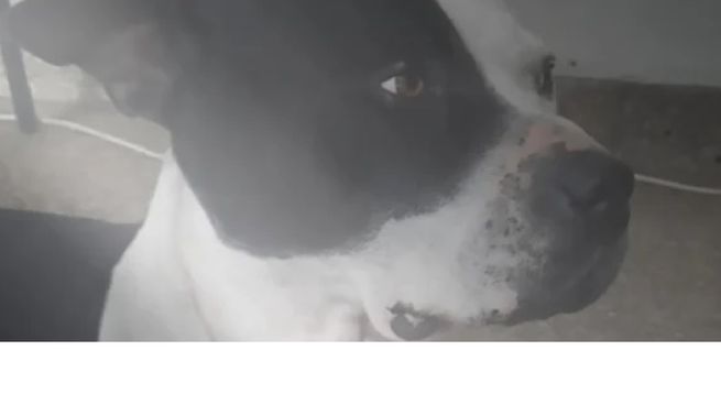 Pitbull asesinado a puñaladas en Morón.&nbsp;