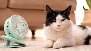 Las mejores formas de refrescar a tus gatos en verano. 