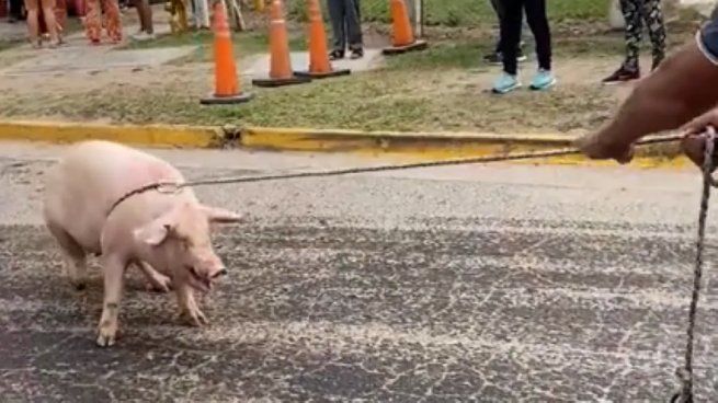 Decenas de personas se llevaron los cerdos que cayeron tras el vuelco del camión