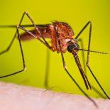 El estudio muestra que ciertas especies de mosquitos, como Aedes aegypti y Aedes albopictus (transmisores de enfermedades como dengue, zika, chikungunya y fiebre amarilla), cuentan con este mecanismo puntual para detectar compuestos como el borneol. El estudio muestra que ciertas especies de mosquitos, como Aedes aegypti y Aedes albopictus (transmisores de enfermedades como dengue, zika, chikungunya y fiebre amarilla), cuentan con este mecanismo puntual para detectar compuestos como el borneol.