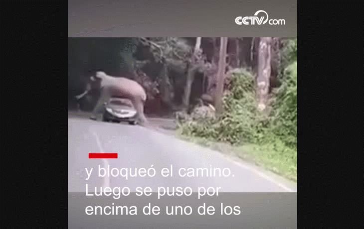 Insólito: elefante se acuesta sobre un auto lleno de turistas