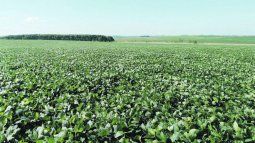 Proyecciones. La Bolsa de Cereales de Buenos Aires mantuvo la estimación de cosecha de soja en 17,7 millones de toneladas.