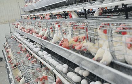 Para llegar al producto, se inmunizan gallinas y se logran así huevos enriquecidos con anticuerpos.