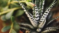 La Haworthiopsis attenuata destaca por sus rayas blancas y su capacidad de adaptación a espacios reducidos.