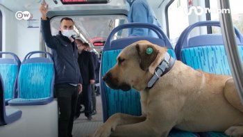 La historia de Boji, el perro influencer que recorre Estambul en colectivo