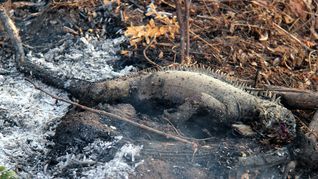 Corrientes: los animales escapan del fuego y se dejan ayudar por rescatistas