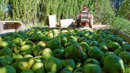 The production of pears in the Alto Valle, one of the activities affected by importation. The production of pears in the Alto Valle, one of the activities affected by importation.